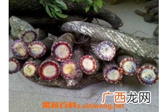 黑血藤的功效与作用