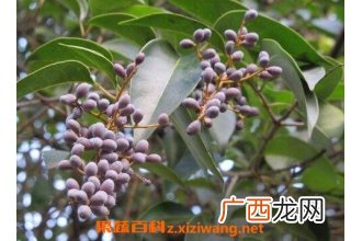 女贞子的功效与作用及禁忌