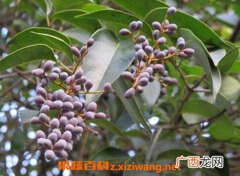 女贞子的功效与作用及禁忌