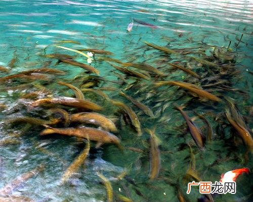 云南河里有些什么鱼 云南水产鱼类有哪些