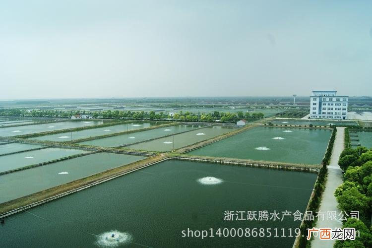 浙江南美白对虾养殖基地 白虾水产养殖基地