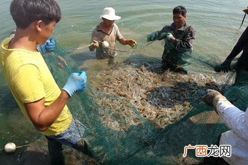 浙江南美白对虾养殖基地 白虾水产养殖基地