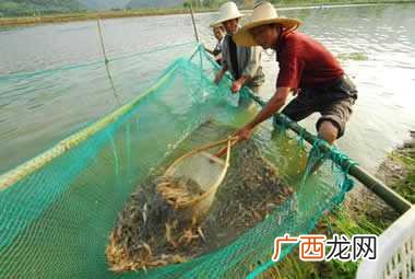 在沲塘如何养虾 水产养虾遇到半夜游塘是什么原因