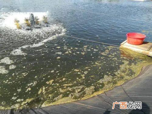 在沲塘如何养虾 水产养虾遇到半夜游塘是什么原因