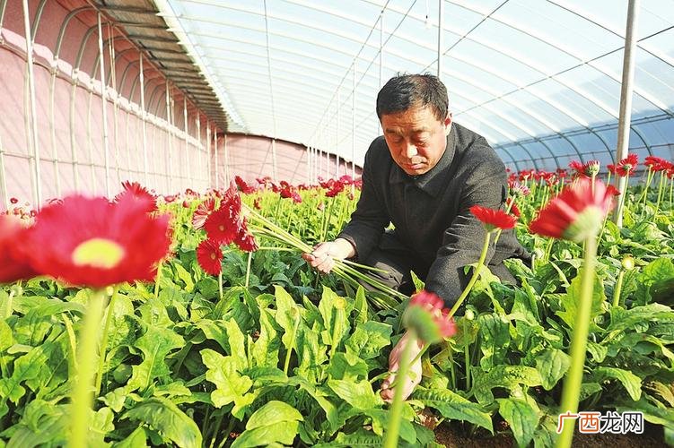 花卉 济南花卉培养基地