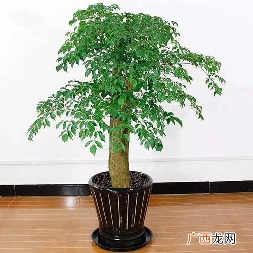 幸福树绿植 家养花卉图片幸福树