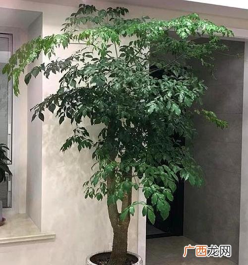 幸福树绿植 家养花卉图片幸福树