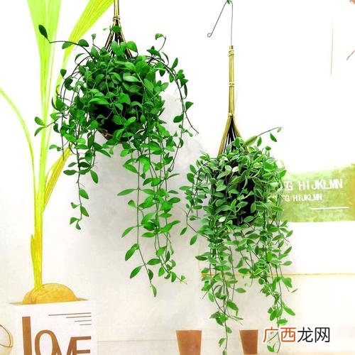 绿蔓的曼是什么意思 绿蔓花卉