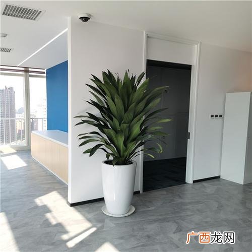 北京绿植租摆 绿植花卉租赁电话