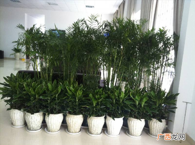 北京绿植租摆 绿植花卉租赁电话