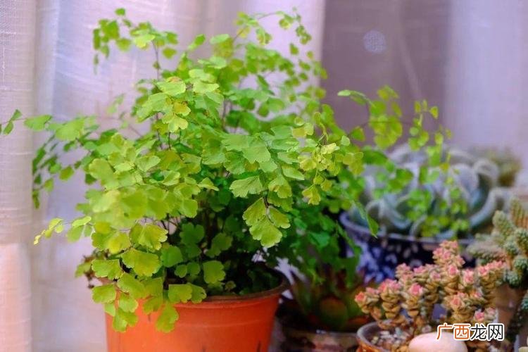 水生花卉有哪些 那些花卉喜湿