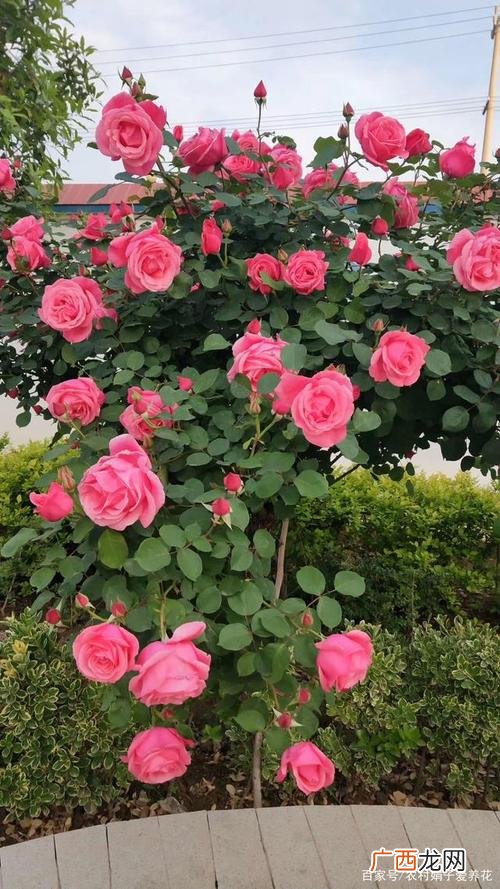 水生花卉有哪些 那些花卉喜湿