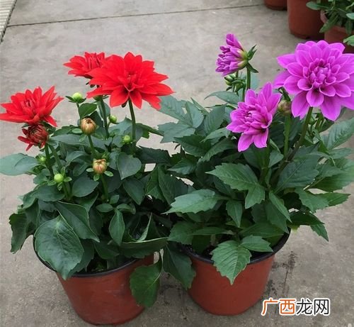 盆栽大丽花 盆栽花卉大丽花