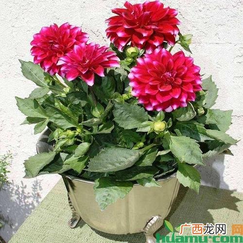 盆栽大丽花 盆栽花卉大丽花