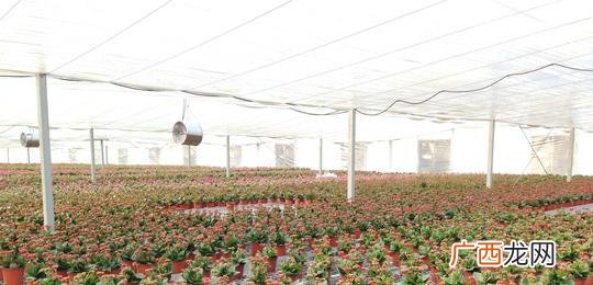 四川发展集团主要领导 四川花卉发展有限公司