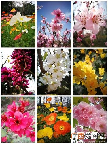 常见100种花卉 四月花卉品种