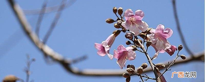 常见100种花卉 四月花卉品种