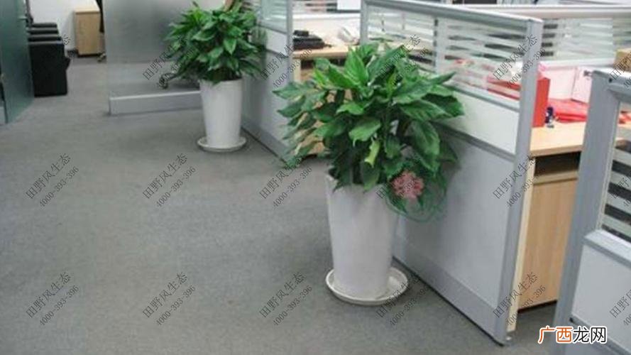 曹庄子花卉市场 优质花卉租赁电话