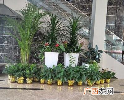 曹庄子花卉市场 优质花卉租赁电话