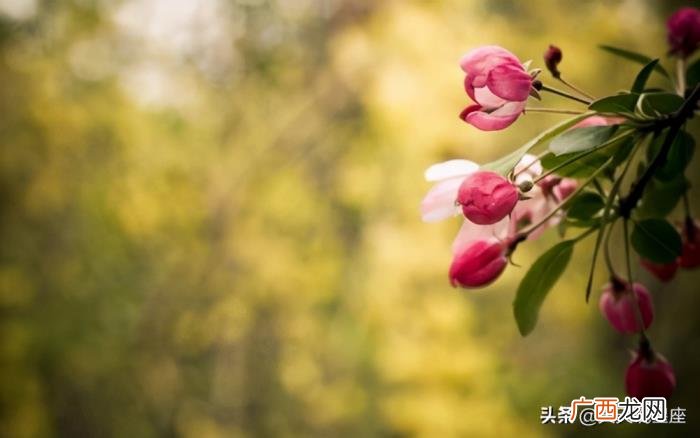 射手女越冷漠越喜欢你,越喜欢你越爱装高冷