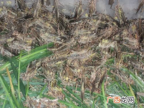蚂蚱养殖卖不出去 蚂蚱人工养殖视频