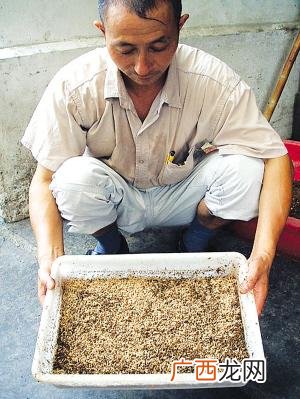 一斤蝇蛆的养殖成本 麦麸养殖蝇蛆可行吗