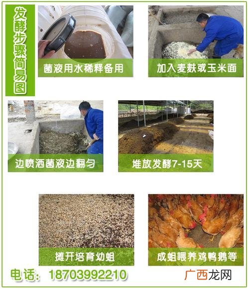 一斤蝇蛆的养殖成本 麦麸养殖蝇蛆可行吗