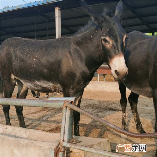 毛驴好养吗 毛驴养殖加盟