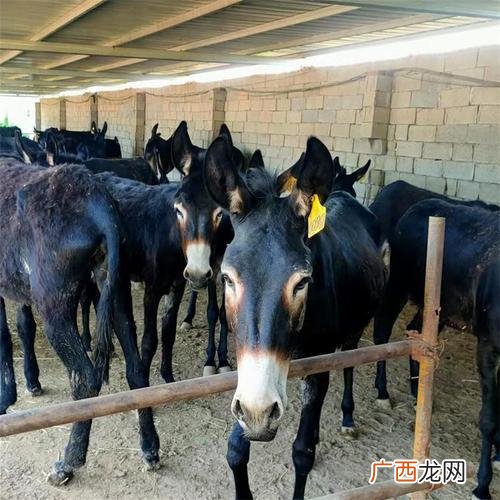 毛驴好养吗 毛驴养殖加盟