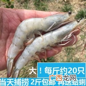 河虾水温多少度好 明虾的养殖水温