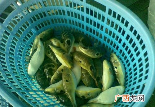 河豚养殖成本和利润 哪里可以学养殖河豚