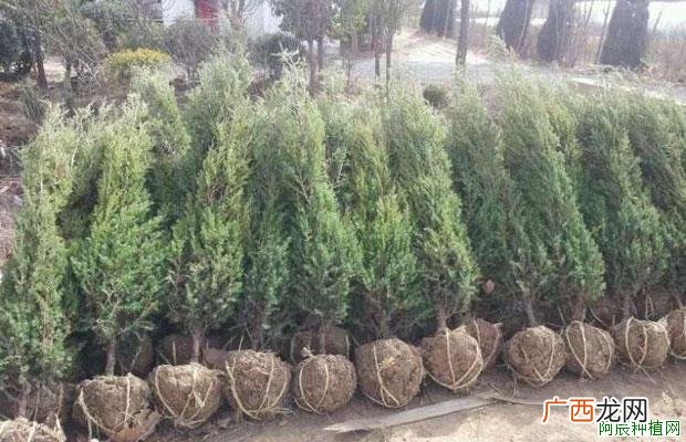 茶花盆景该如何施肥 ?茶花盆景的施肥方法