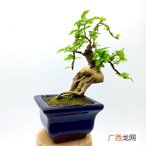 白鹤芋的养殖方法 花卉盆景白鹤芋