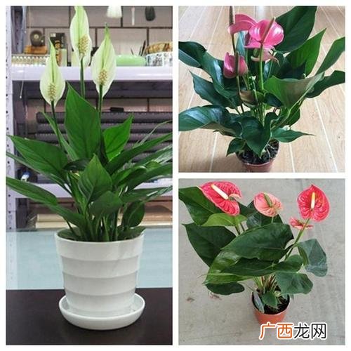 白鹤芋的养殖方法 花卉盆景白鹤芋