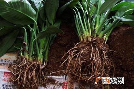 白鹤芋的养殖方法 花卉盆景白鹤芋