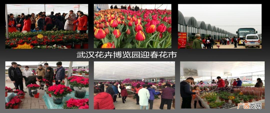 北方最大花卉批发市场 花卉批发市场绣球