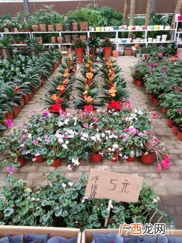 花卉市场图片 花卉市场资讯
