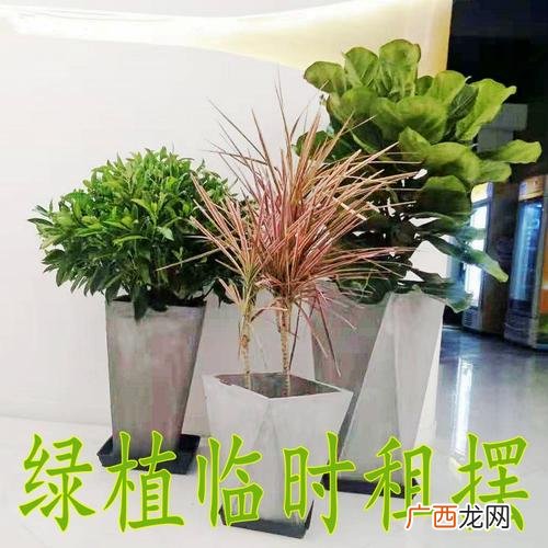 售后服务方案及措施 花卉售后服务方案