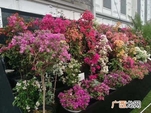中国花木信息网 花卉行业专业资讯网站
