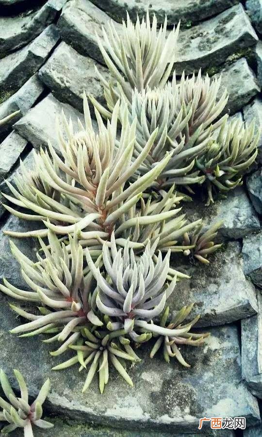 各种花的资料大全 花卉植物全科
