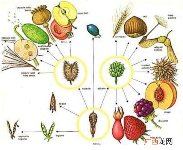 各种花的资料大全 花卉植物全科