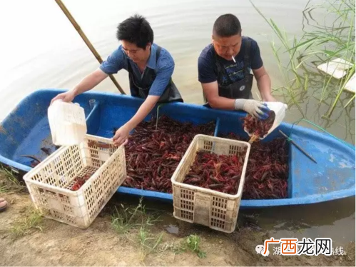 小龙虾养殖场 龙虾水产养殖合作