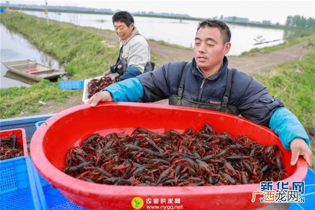 小龙虾养殖场 龙虾水产养殖合作