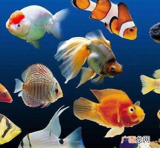 鱼杀多了会不会得报应 水产店养鱼技巧