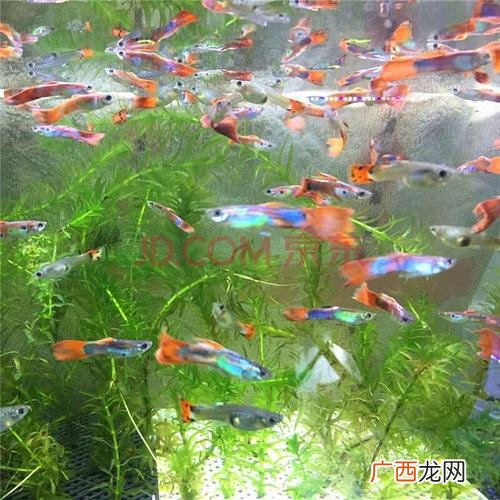 鱼杀多了会不会得报应 水产店养鱼技巧