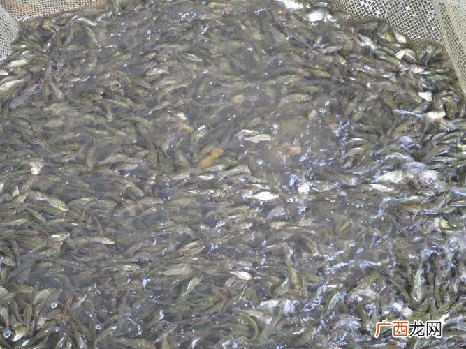 卖水产品需要什么手续 水产品在什么平台比较好卖