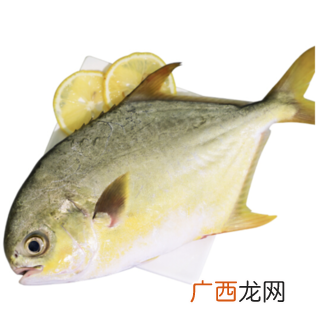 桂鱼价格行情最新价 广西水产每日价格行情