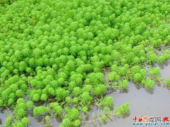 龙虾池可以用红糖肥水吗 龙虾池肥水产品