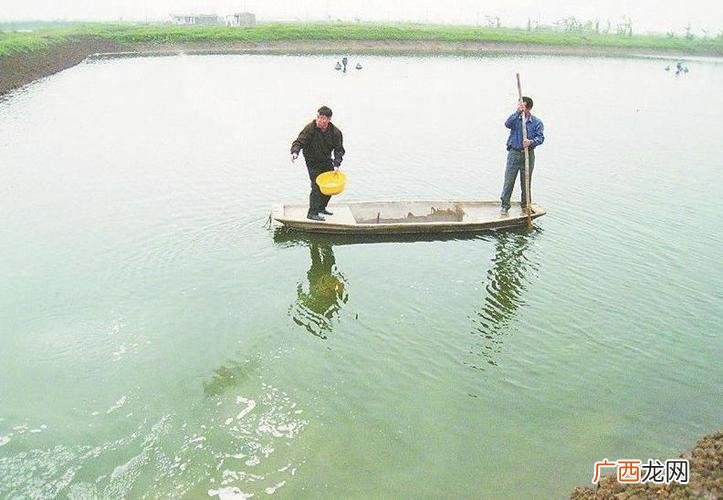 龙虾池可以用红糖肥水吗 龙虾池肥水产品