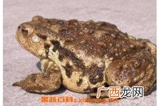 癞蛤蟆皮的功效与作用及药用价值